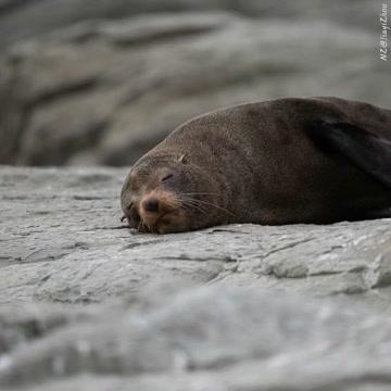 Sea lions relaxing on rocks in New Zealand