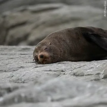 Sea lions relaxing on rocks in New Zealand